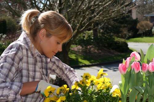 Professionals maintaining neatly shaped hedges